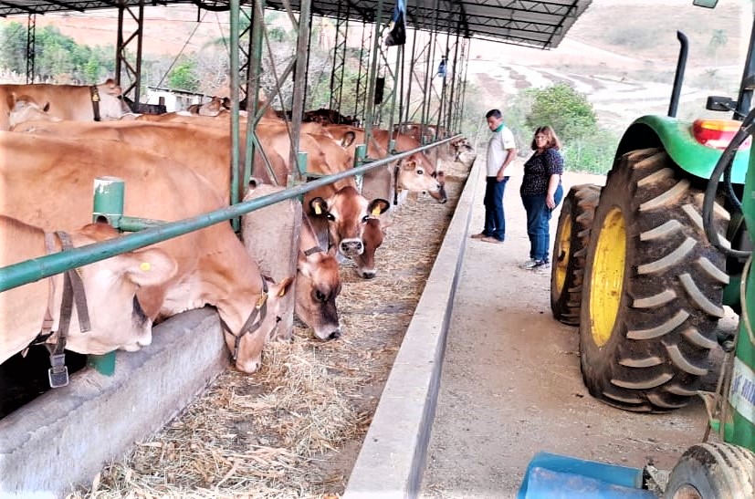 /20990Gado no cocho1.jpg
